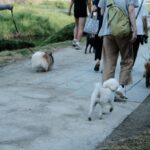 ワンちゃんと散歩中、不審者が！！！