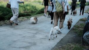 ワンちゃんと散歩中、不審者が!!!