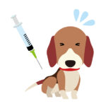 狂犬病の予防接種、混合ワクチンの接種はきちんと受けましょう!