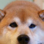 『ひびきDOGフェス2024』中止のお知らせ