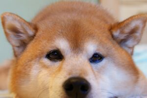『ひびきDOGフェス2024』中止のお知らせ